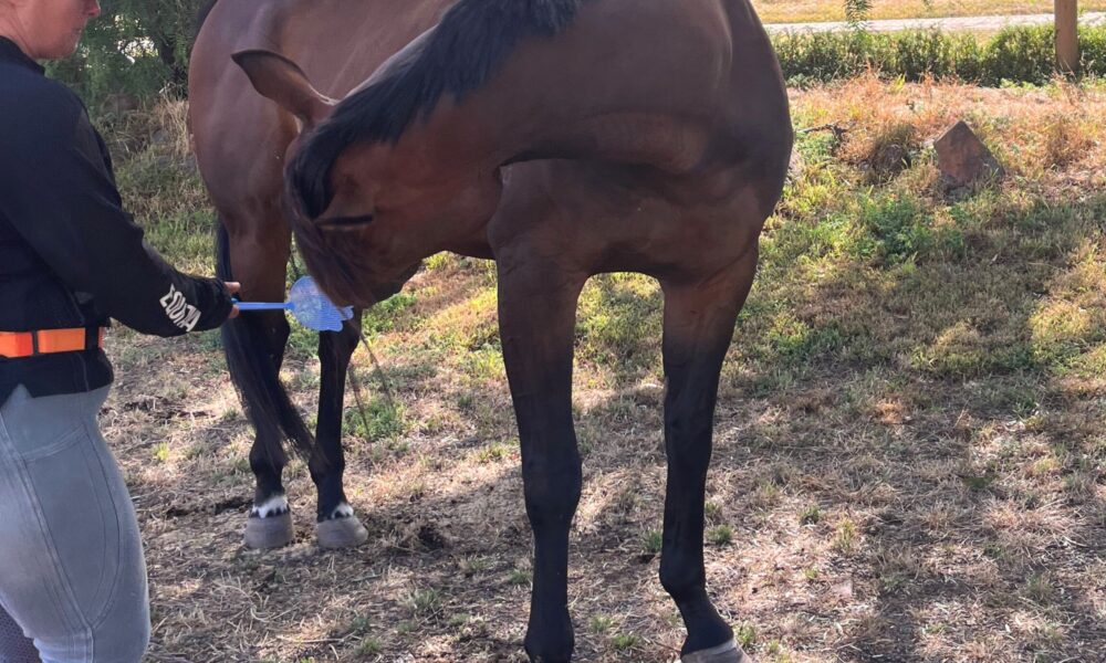 clicker training for horse rehabilitation and stretching