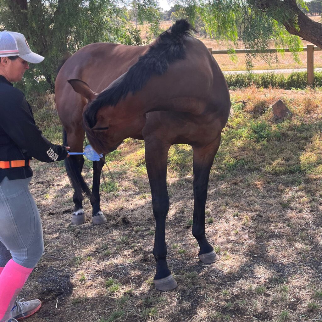 clicker training for horse rehabilitation and stretching