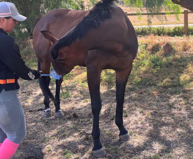 clicker training for horse rehabilitation and stretching